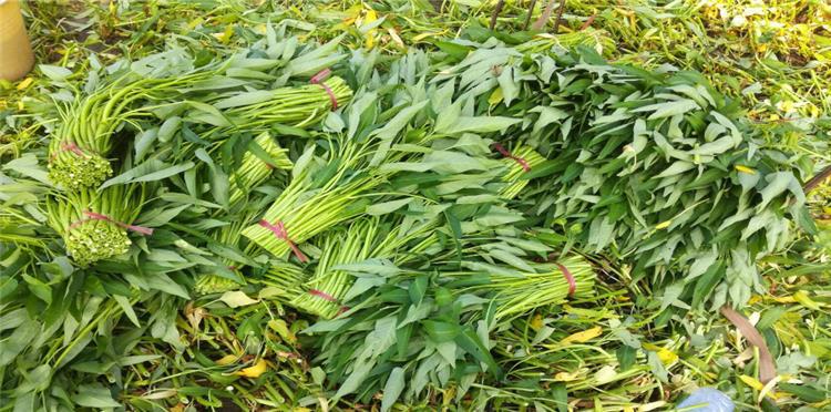 空心菜种植技术要点_种植要点空心菜技术与管理_空心菜种植技术视频