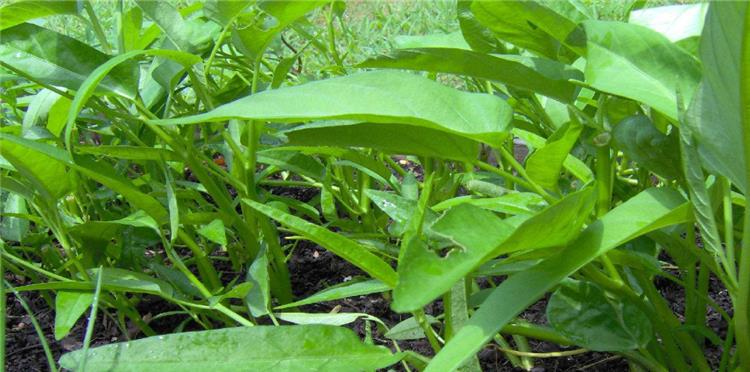 空心菜种植技术要点_空心菜种植技术视频_种植要点空心菜技术与管理