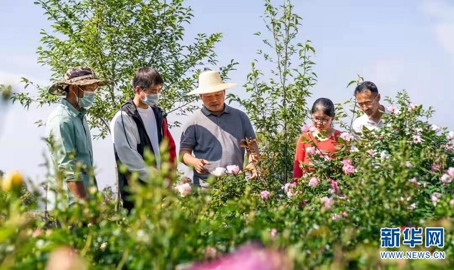 云南种植茶叶致富经视频_云南茶叶种植基地_云南茶叶种植的优势条件