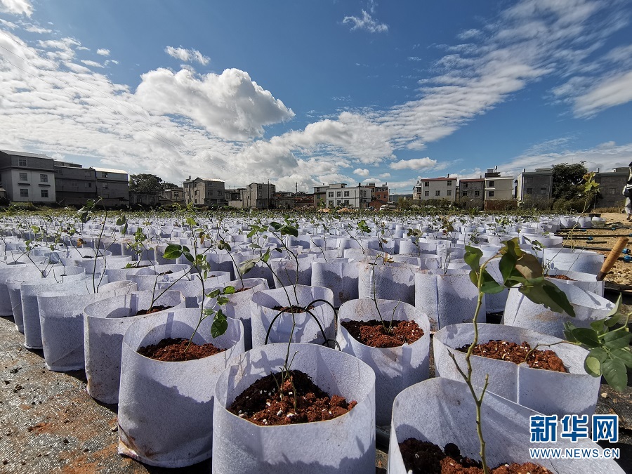 云南种植茶叶致富经视频_云南茶叶种植的优势条件_云南茶叶种植基地