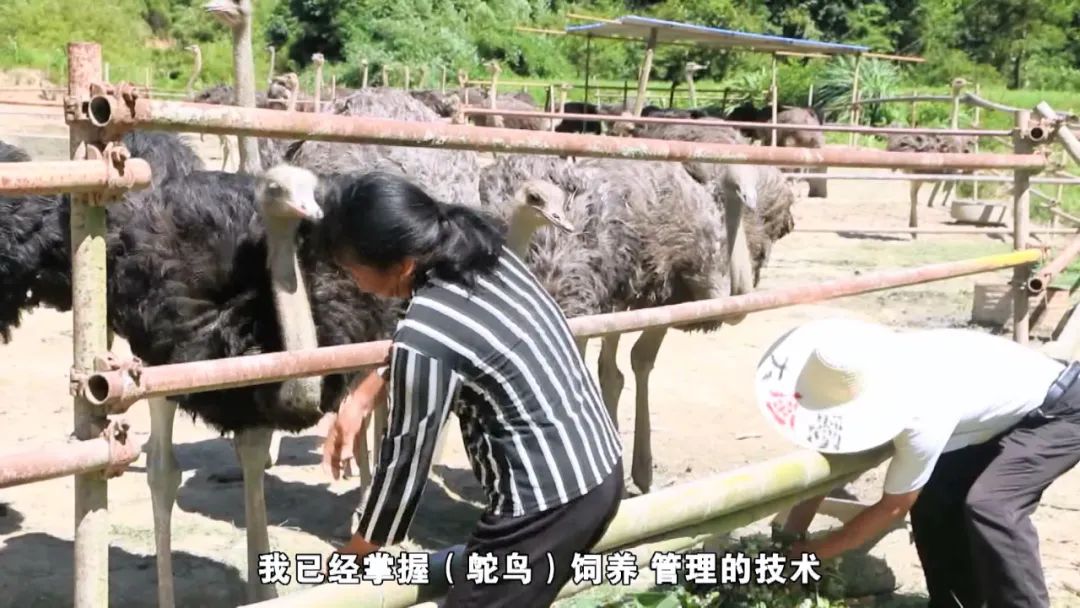 致富经鸵鸟养殖场的视频_致富经鸵鸟养殖_鸵鸟养殖致富案例