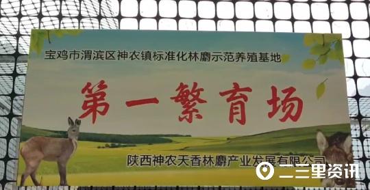 农村致富技术_农村致富经养林麝_致富经林麝养殖视频