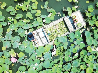 芹菜种植与栽培技术：浙江新农都实业有限公司总经理赵永夫先生致欢迎词（图）