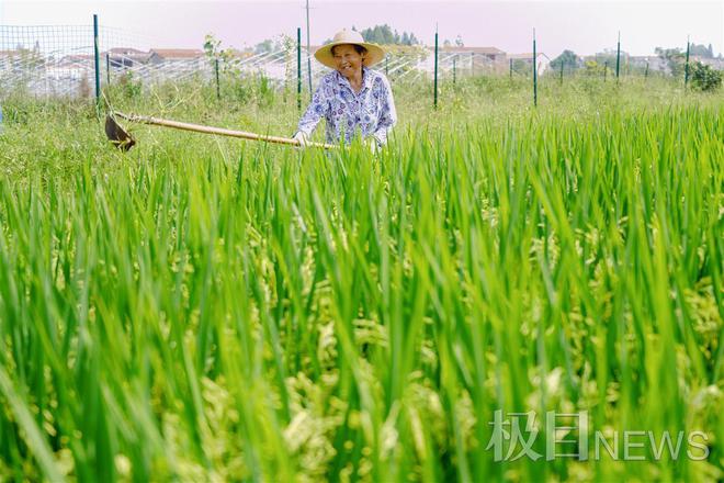 新洲“虾稻共养”铺就绿色致富路