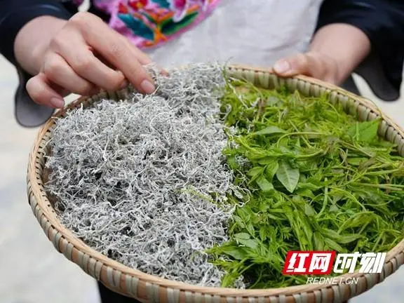 致富种植菜马齿苋视频_马齿菜种植致富_马齿菜种植技术