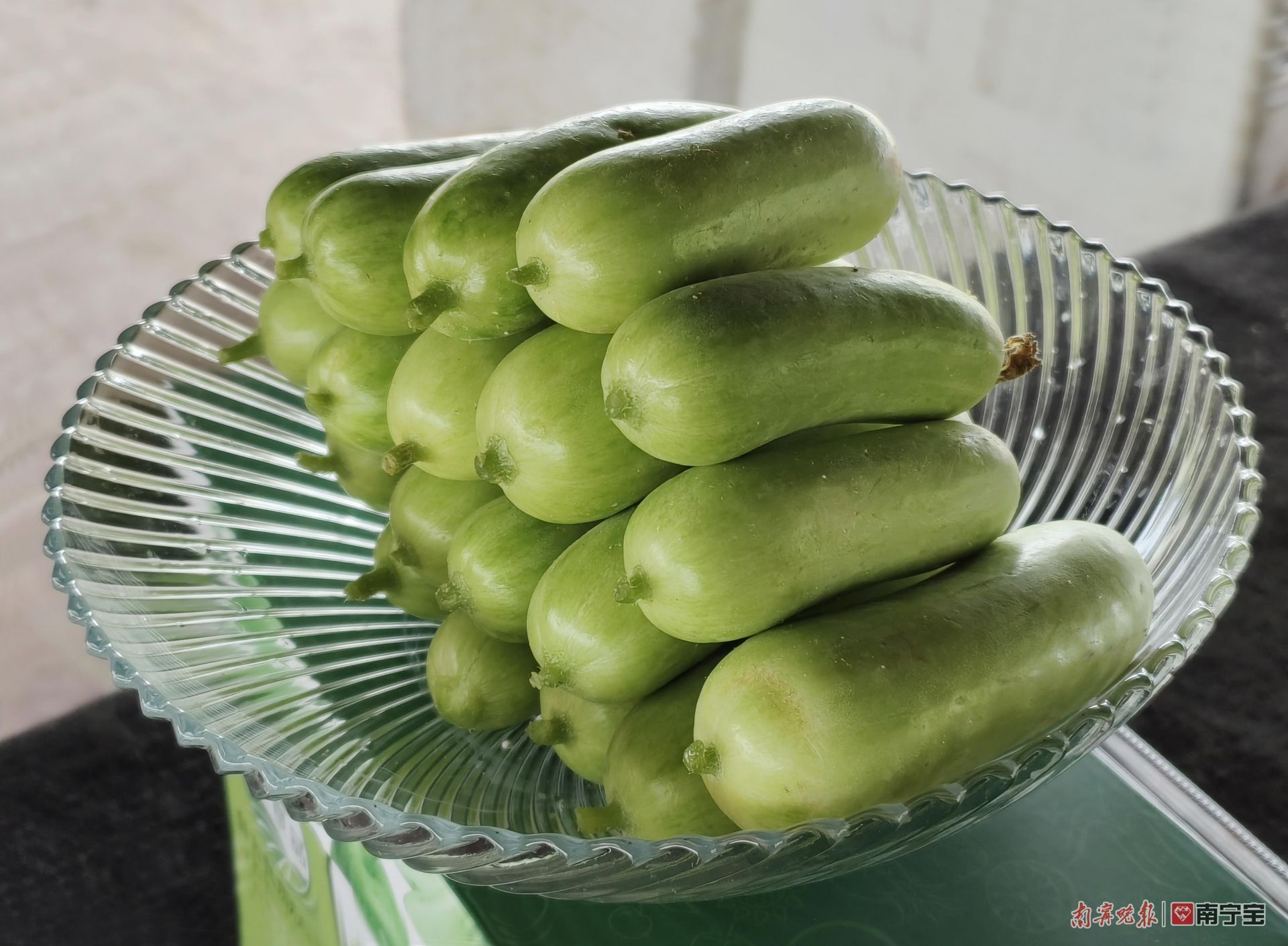 致富种植菜马齿苋怎么样_马齿菜种植赚钱吗_马齿菜种植致富