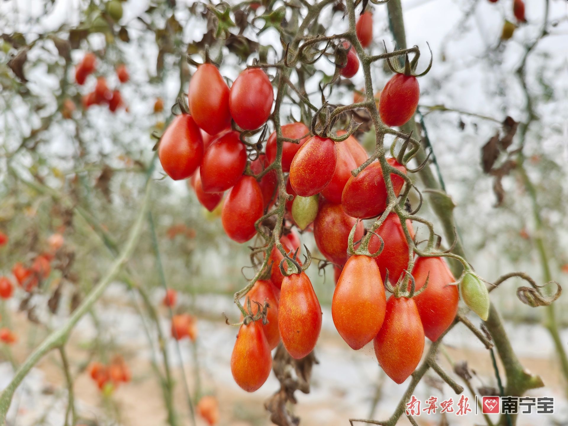 马齿菜种植致富_马齿菜种植赚钱吗_致富种植菜马齿苋怎么样