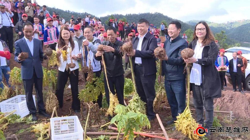 魔芋致富经_致富经魔芋种植技术_致富经魔芋