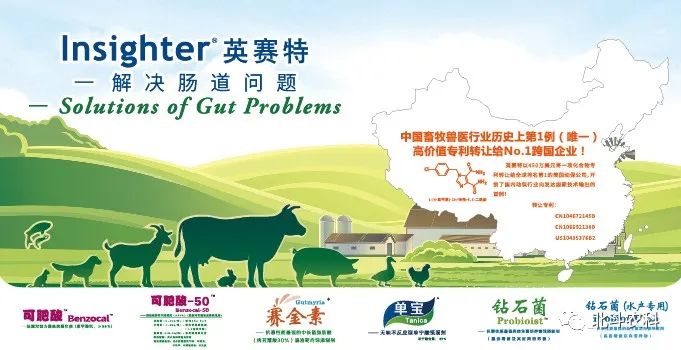 杜洛克猪种_杜洛克猪养殖技术视频_视频养殖猪技术杜洛克教程