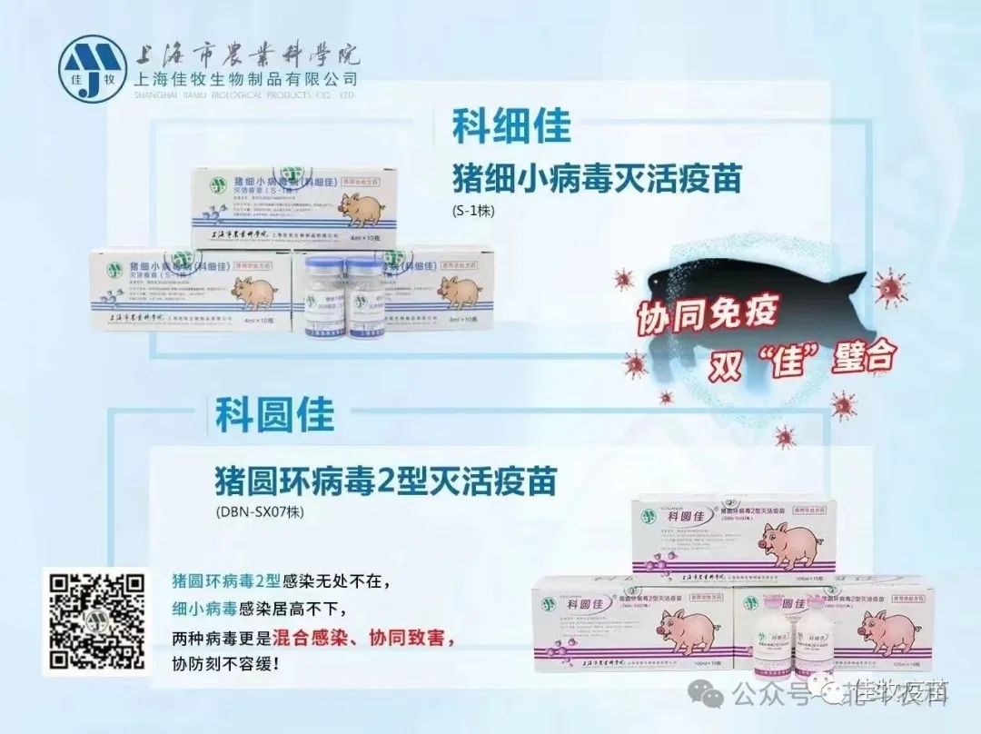 杜洛克猪种_杜洛克猪养殖技术视频_视频养殖猪技术杜洛克教程