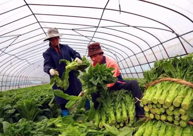 冬季大棚莴苣高产种植技术视频_大棚莴苣高产栽培技术_大棚莴笋的种植技术视频