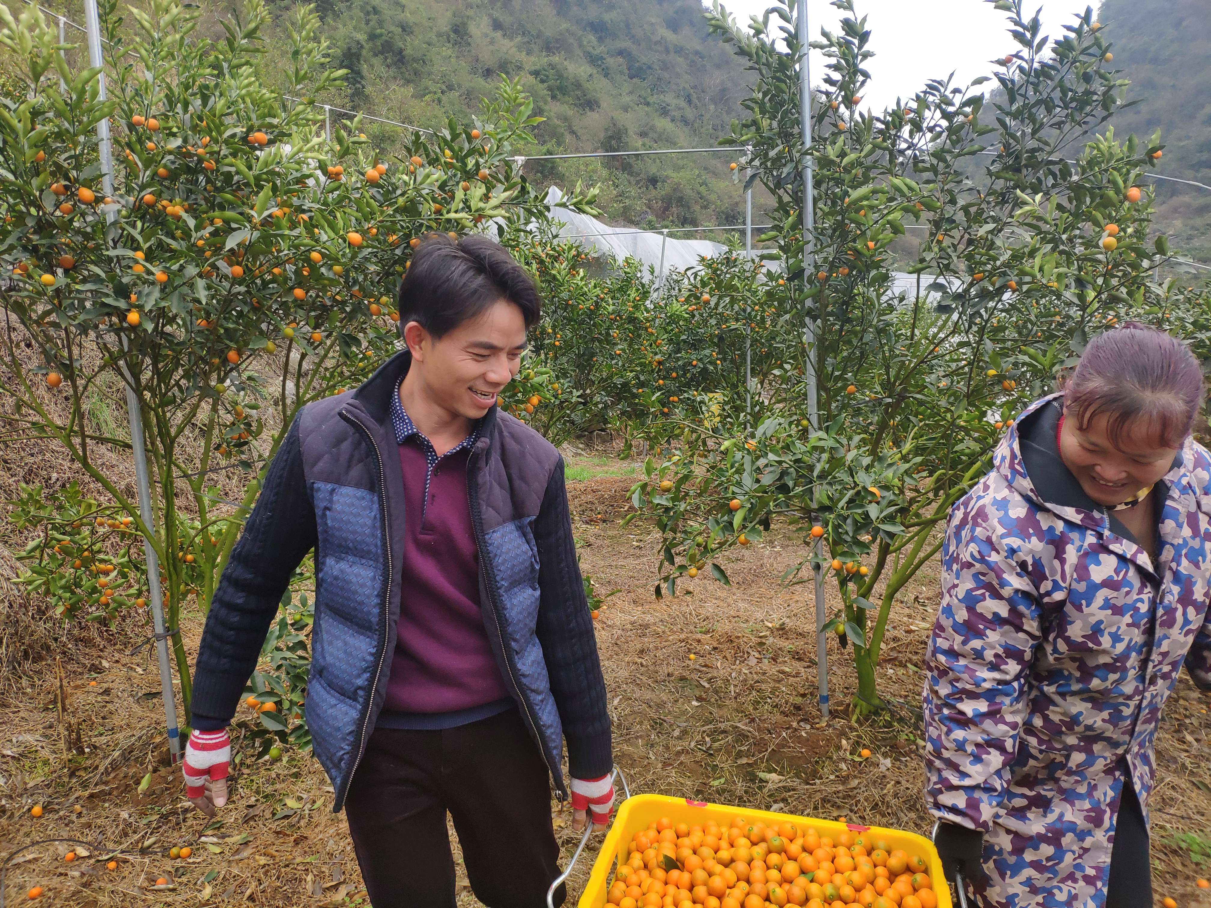 致富种植金桔怎么样_致富种植金桔视频_金桔种植致富吗