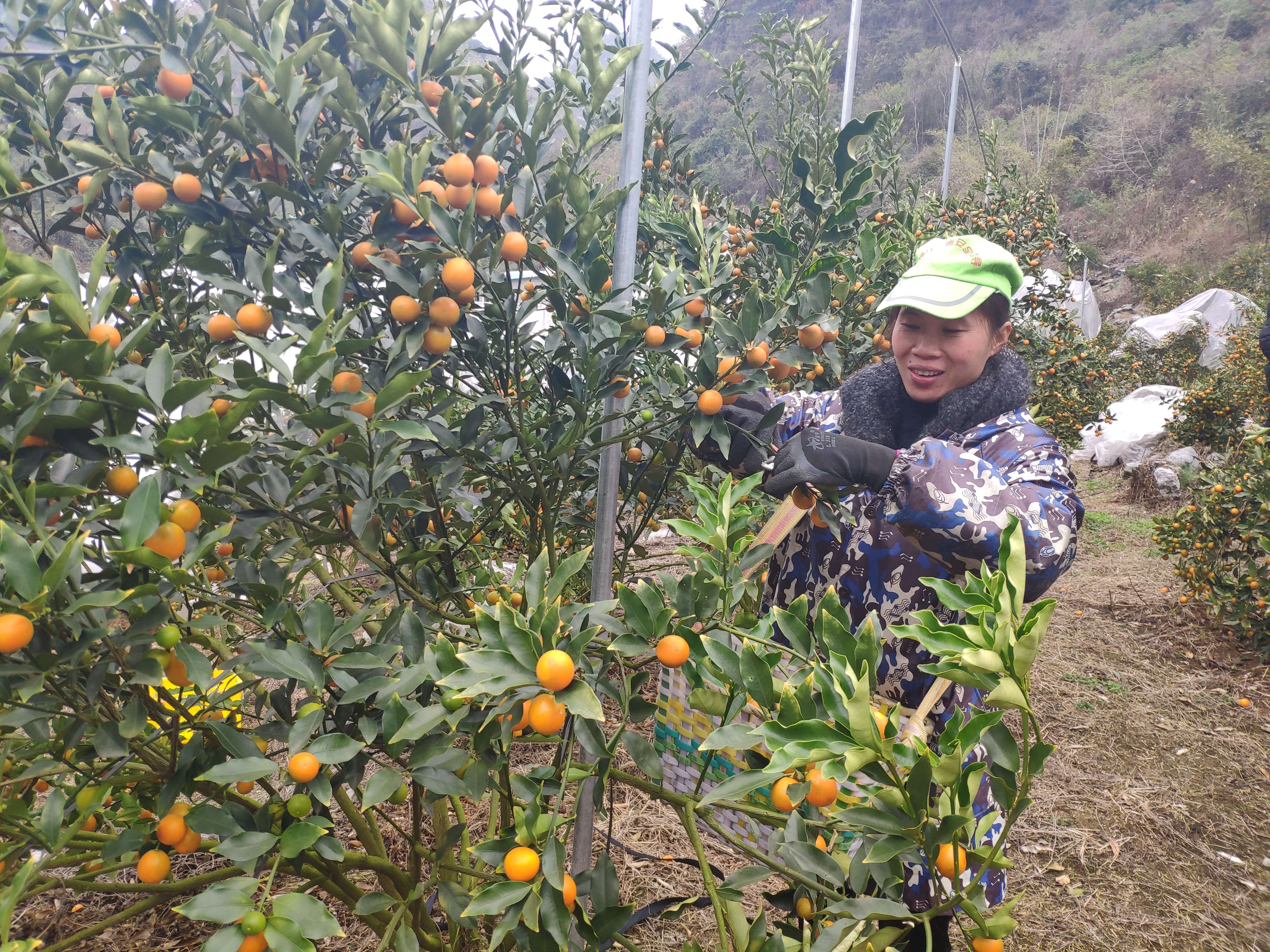 致富种植金桔怎么样_致富种植金桔视频_金桔种植致富吗