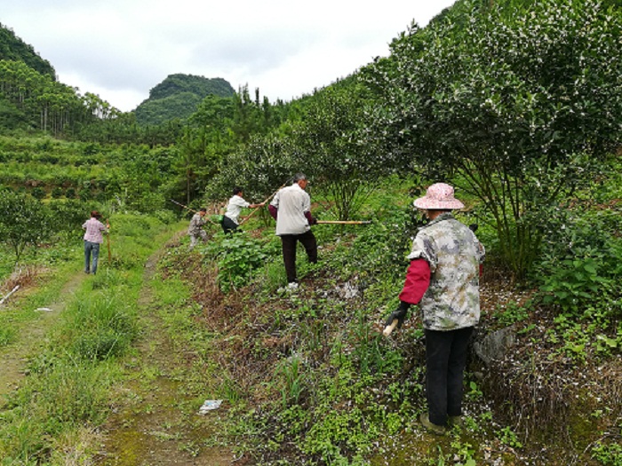 金桔种植致富吗_致富种植金桔视频_致富种植金桔怎么样