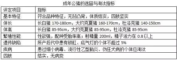 杜洛克猪养殖技术视频_杜洛克种猪视频_视频养殖猪技术杜洛克教程