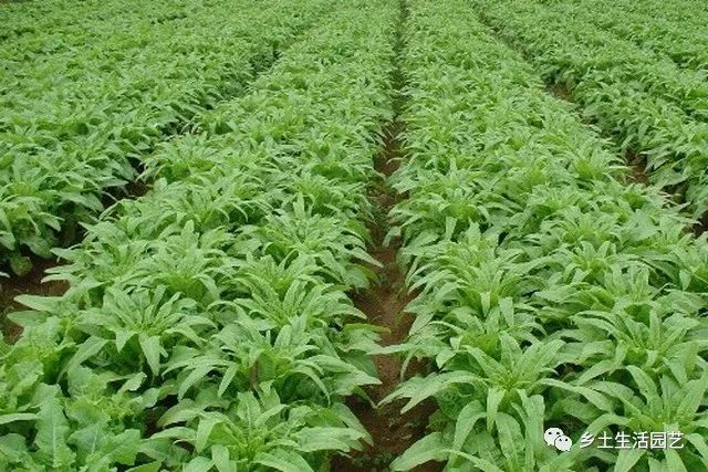 大棚莴笋的种植技术视频_大棚种植莴苣技术_大棚莴笋种植技术与管理