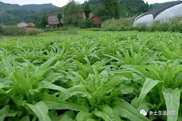 大棚种植莴苣技术_大棚莴笋的种植技术视频_大棚莴笋种植技术与管理