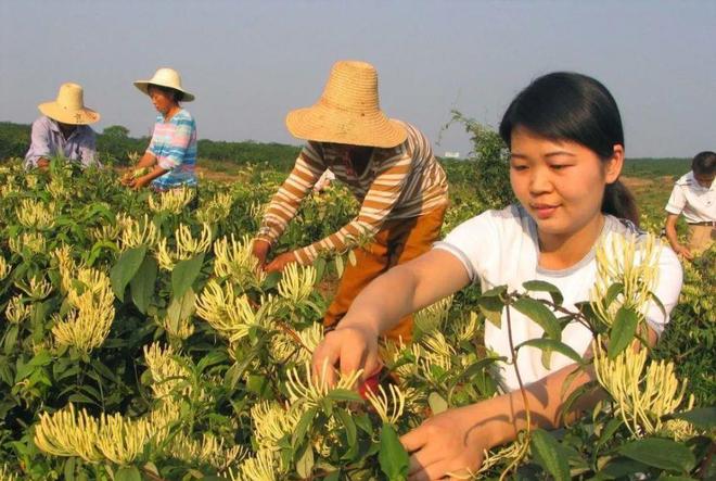 种植致富业_致富种植什么比较赚大钱_致富种植绿植