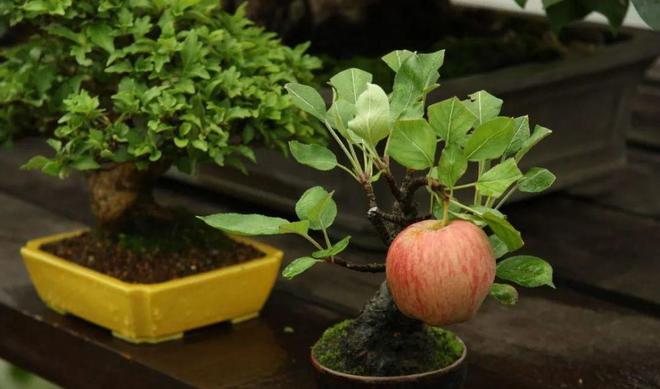 致富种植什么比较赚大钱_致富种植绿植_种植致富业