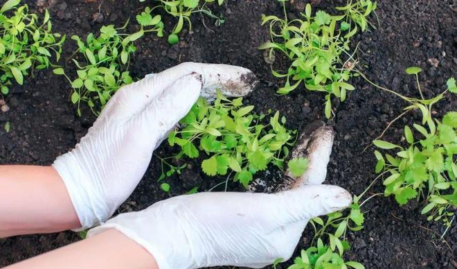 种植致富业_致富种植什么比较赚大钱_致富种植绿植