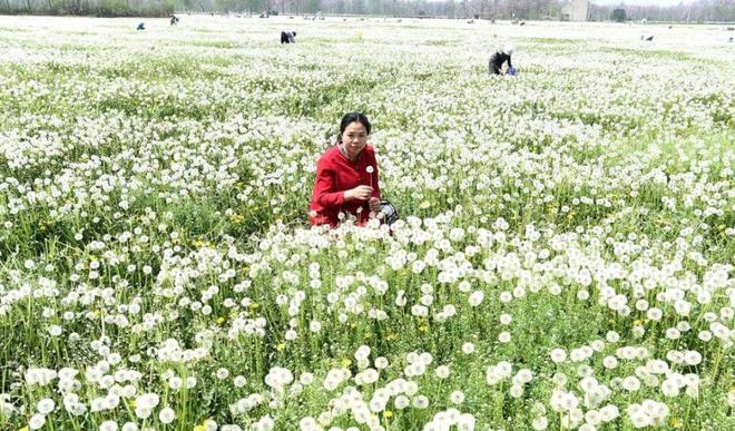 致富种植绿植_种植致富业_致富种植什么比较赚大钱