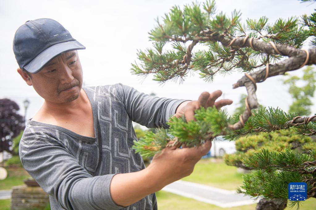 种植致富业_致富种植绿植视频_致富种植绿植