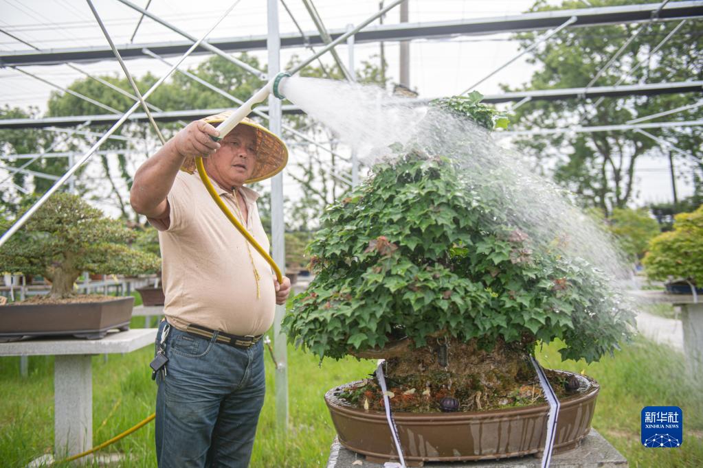 致富种植绿植_种植致富业_致富种植绿植视频