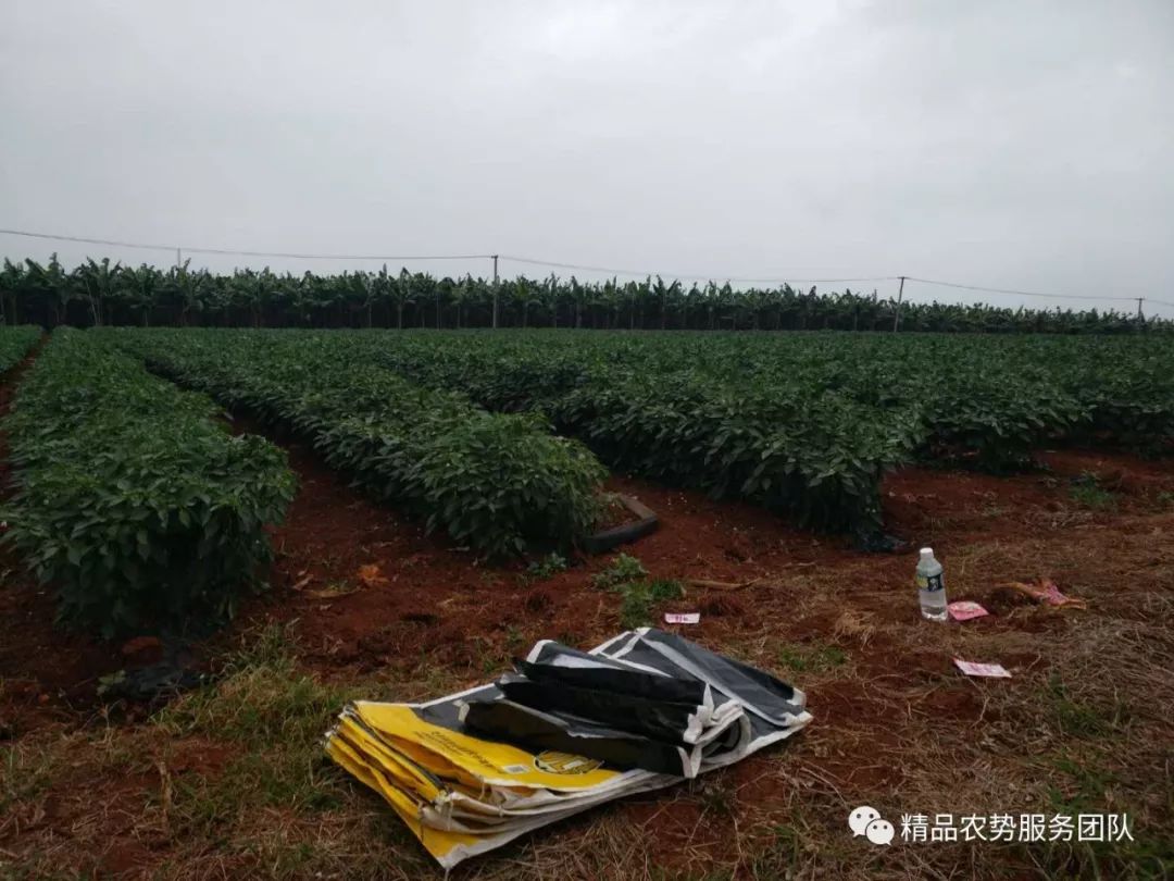 五色甜椒的种植方法和时间_五色甜椒种植技术_五色种植甜椒技术视频