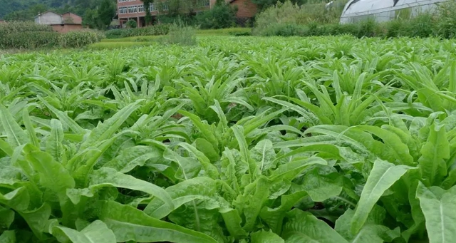 大棚莴笋的种植技术视频_大棚莴笋什么时候种最合适_莴苣大棚