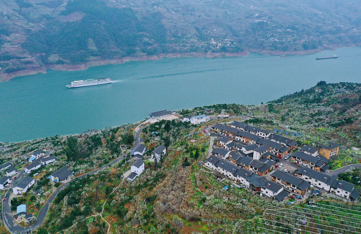 黄金果种植致富_黄金种植骗局_黄金果种植技术视频