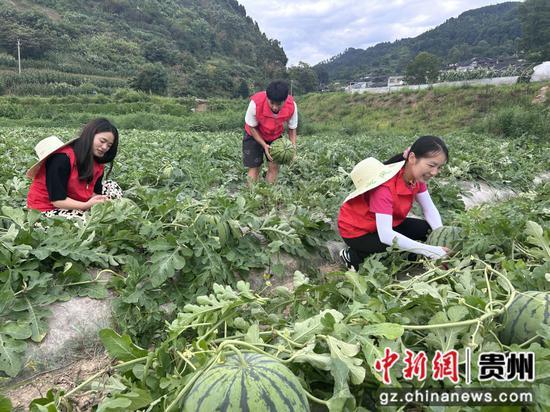 台江革一：百亩西瓜甜蜜上市 产销两旺促增收