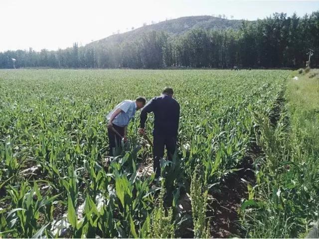 黑玉米种植技术视频_玉米超高产栽培视频_种植玉米视频大全