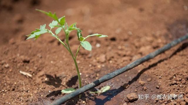 视频养殖蝌蚪管理技术方案_视频养殖蝌蚪管理技术培训_蝌蚪管理技术养殖视频