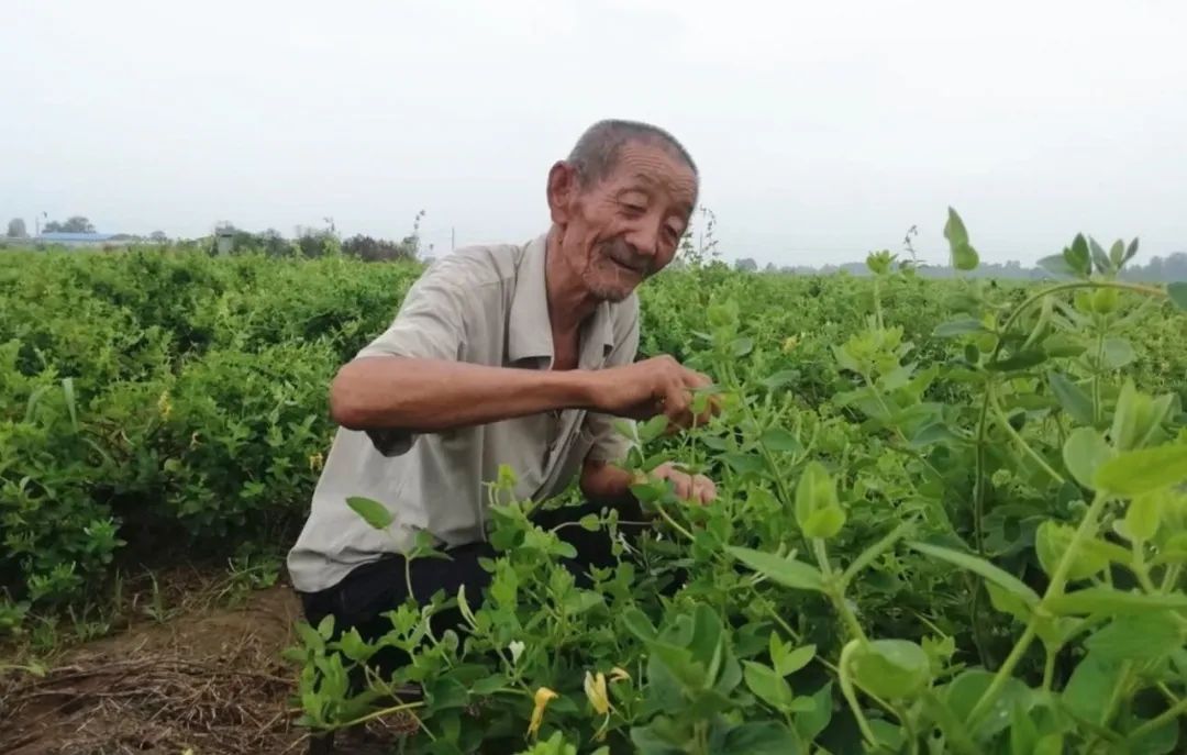 许昌果树苗木基地_许昌种菜_许昌种植致富果