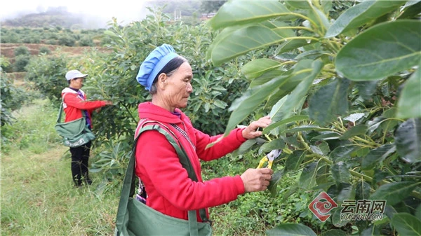 云南元谋：发展特色林果种植 美了乡村富了民