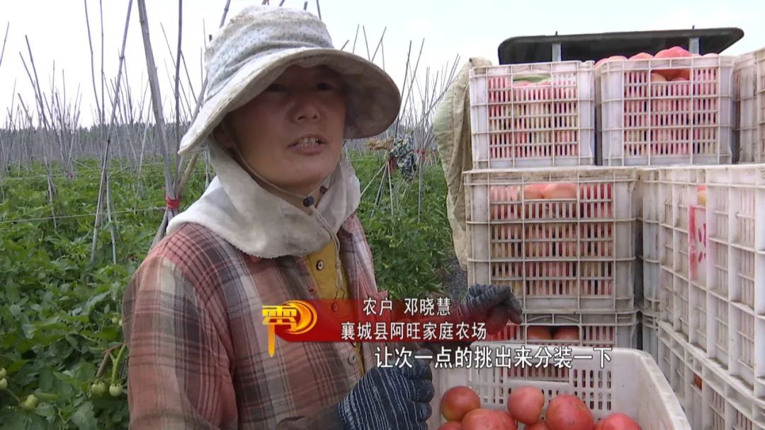 许昌种植结构_许昌果树苗木基地_许昌种植致富果