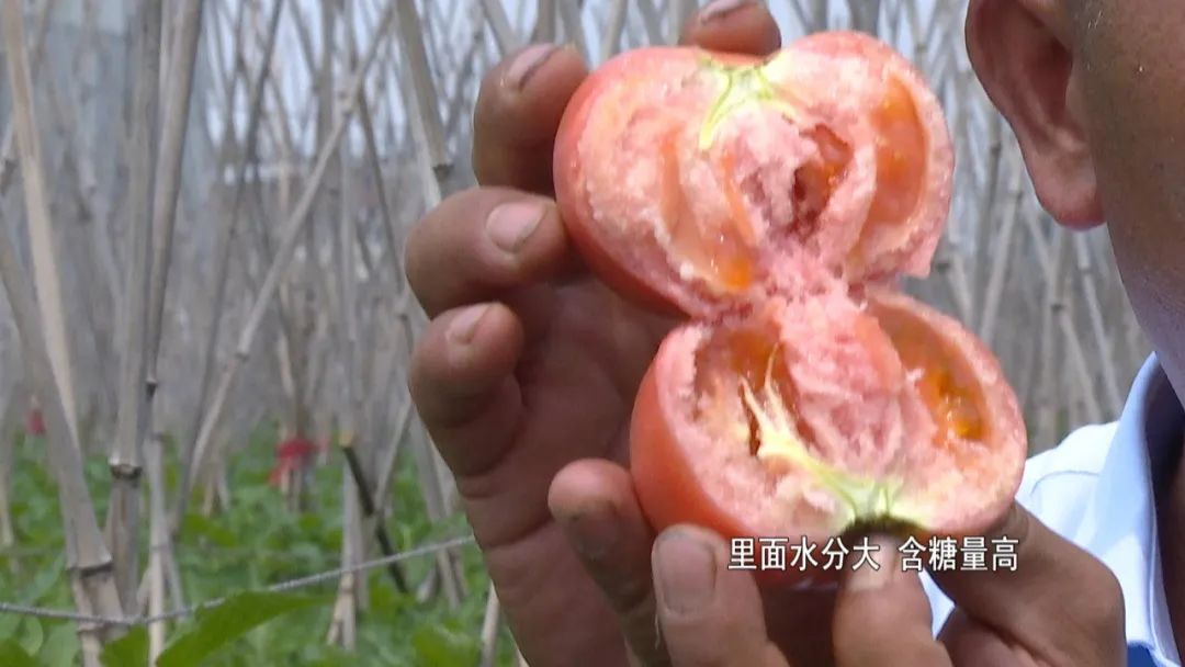 许昌种植致富果_许昌果树苗木基地_许昌种植结构