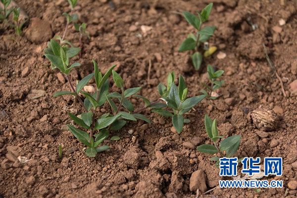 纳雍县：中草药种植脱贫致富路