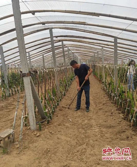 许昌种植致富果_许昌果树苗木基地_许昌种菜