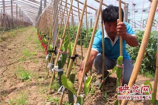 许昌种菜_许昌种植致富果_许昌果树苗木基地