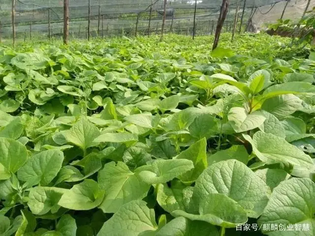 农村致富项目种植业_农民致富项目种植_农村致富项目种植