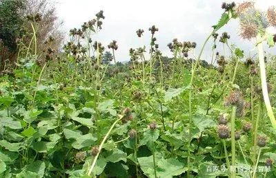 农村致富项目种植_农民致富项目种植_农村致富项目种植业