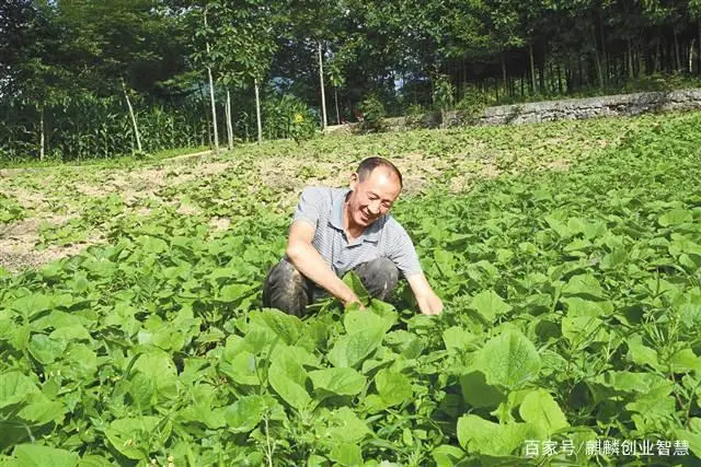 农民致富项目种植_农村致富项目种植业_农村致富项目种植