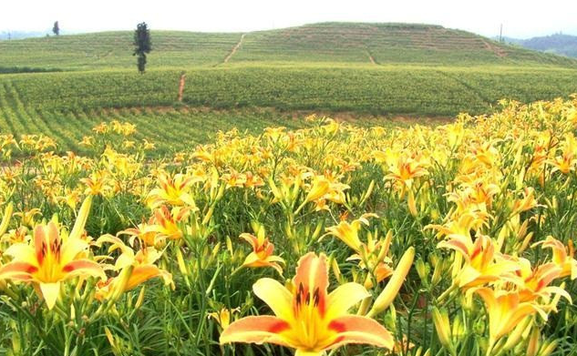 农村致富种植项目_农村致富 种植_农民致富种植项目