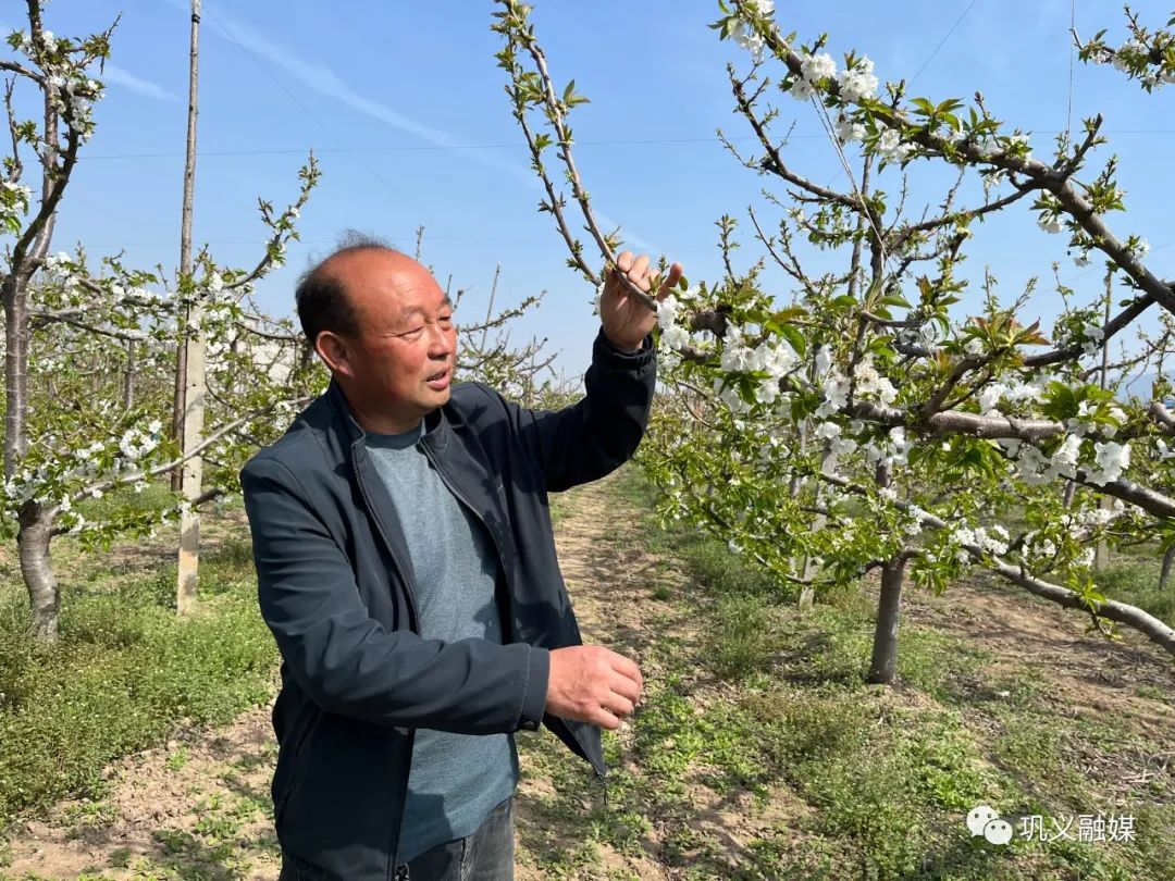 汉中种植樱桃致富_致富汉中种植樱桃视频_汉中樱桃是什么品种