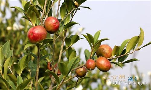 湖南种火龙果树会结火龙果吗_湖南火龙果种植基地_湖南农村火龙果种植致富