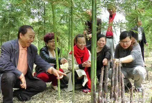 农村致富 种植_农村致富项目种植业_农民致富种植项目