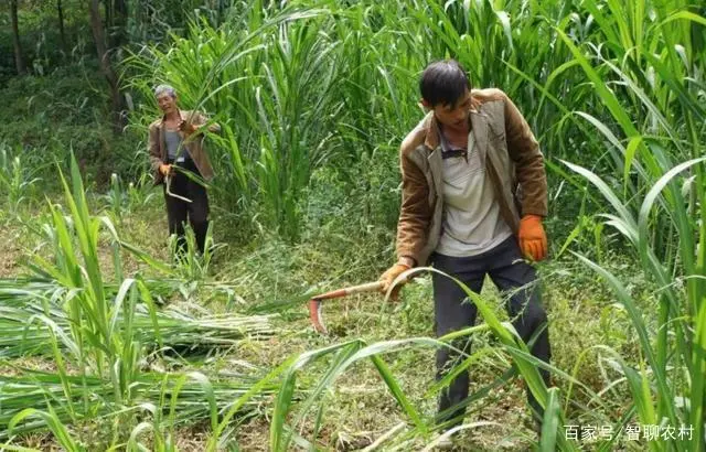 农民致富种植项目_农村致富 种植_农村致富项目种植业