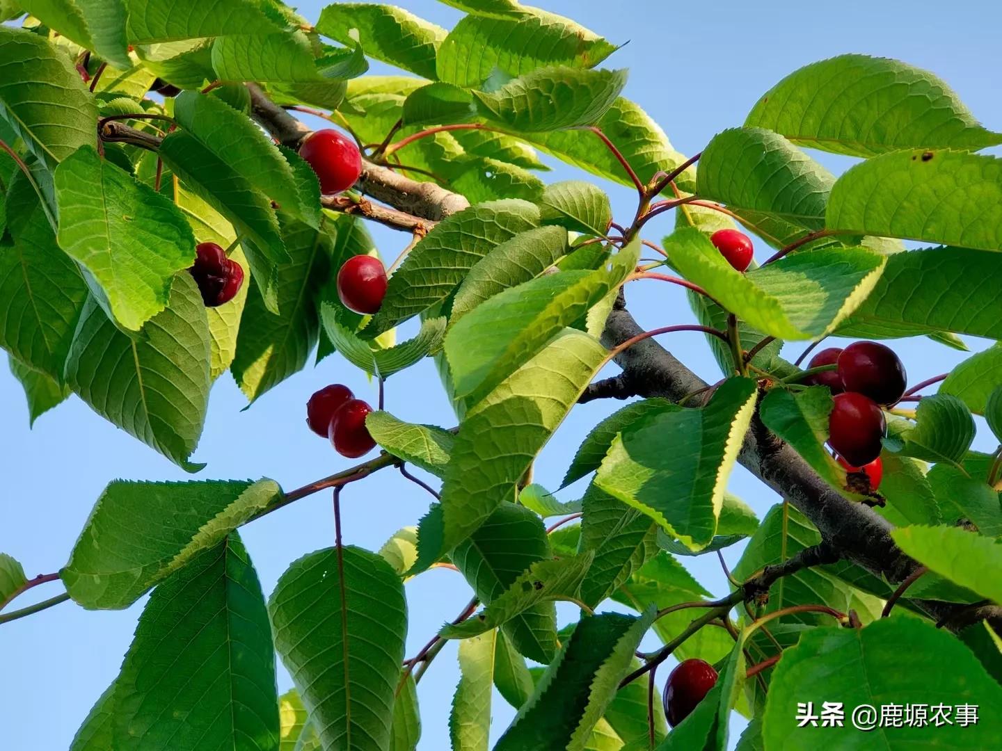 樱桃种植致富历史_樱桃栽培历史_樱桃致富经