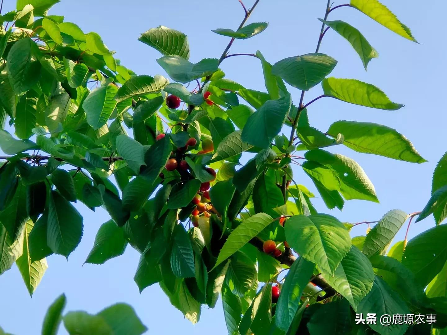 樱桃栽培历史_樱桃种植致富历史_樱桃致富经